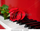 stock-photo-red-rose-lying-on-keys-of-red-grand-piano-with-free-space-for-text-81998887