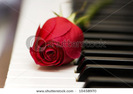 stock-photo-romantic-concept-red-rose-on-piano-keys-10458970