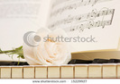 stock-photo-romantic-concept-white-rose-on-piano-keys-15229927