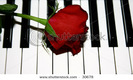 stock-photo-rose-on-piano-keys-romantic-symbolic-30678