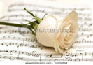 stock-photo-single-white-rose-on-musical-notes-page-10458964