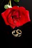 2845892-red-rose-and-wedding-rings