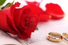 4131770-red-rose-and-gold-rings