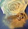 dep_3787004-Wedding--rings-with-white-rose