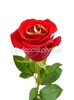 dep_4168102-Rose-and-wedding-rings