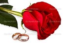 depositphotos_1276571-Flower-a-rose-two-wedding-rings