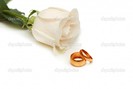 depositphotos_2694861-White-rose-and-wedding-rings