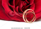 stock-photo-rose-and-wedding-rings-24164458