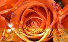love (5)