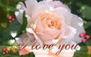 love (6)