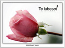 Te_iubesc
