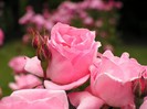 2457428022_98effa8f05_b
