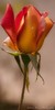 3769816735_97bdfe79f4_b