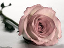 beautiful_rose01
