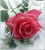 beautiful_rose05
