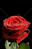 dep_1094560-Red-rose-with-drops-of-water-on-black-ba