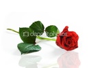 dep_2029039-Red-fresh-rose-on-white