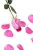 dep_2121115-Rose-petal-of-the-rose