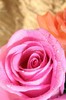 depositphotos_1850790-Pink-rose