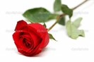 depositphotos_2658582-Red-rose-isolated-on-the-white
