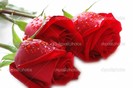 depositphotos_2685553-Three-roses-with-water-drops