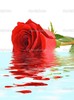 depositphotos_4057980-Rose-in-water