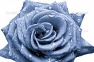 depositphotos_5300328-Blue-rose