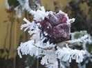 FrooozenRose2