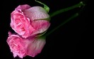 pink_rose