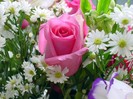pink_rose-1600x1200