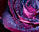 rose,beautiful,dew,droplets,flower,magical-22b3753f45d74197b47e2bc55292029a_h