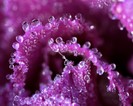 Rose_petals_dew_wallpaper_Windows_7