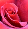 rose-love