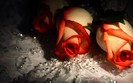 roses_fuul_hd_wallpaper