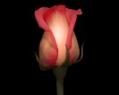 solitary-rose-picture-1280x1024-0092