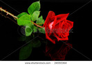 stock-photo-beautiful-red-rose-isolated-on-reflective-black-background-24555364