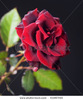 stock-photo-beautiful-red-rose-over-black-61847965