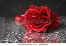 stock-photo-closeup-of-wet-red-rose-a-lot-of-water-drops-and-spatter-of-water-on-black-background-25