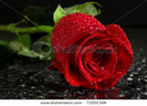 stock-photo-red-rose-with-water-droplets-73201348