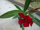 Nerium oleander - simplu rosu-grena