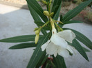 Nerium oleander (Alsacia) -simplu alb