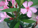 Nerium oleander (Charles Murcott) - simplu roz