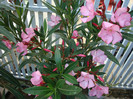 Nerium oleander (Charles Murcott) - simplu roz