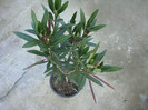 Nerium oleander (Charles Murcott) - simplu roz, fructe