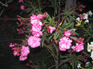 Nerium oleander (Mrs. Allen) -dublu roz