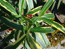 Nerium oleander 'Variegata' -dublu roz