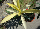 Nerium oleander 'Variegata' -dublu roz