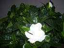Gardenia