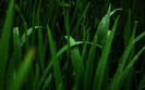 after_rain_hd_widescreen_wallpapers_1920x1200