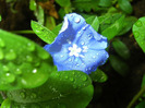 Blue Flower After Rain